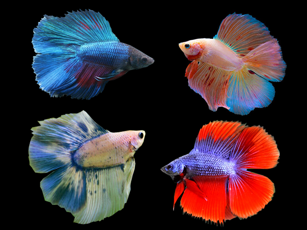 Betta, Doubletail - Male
