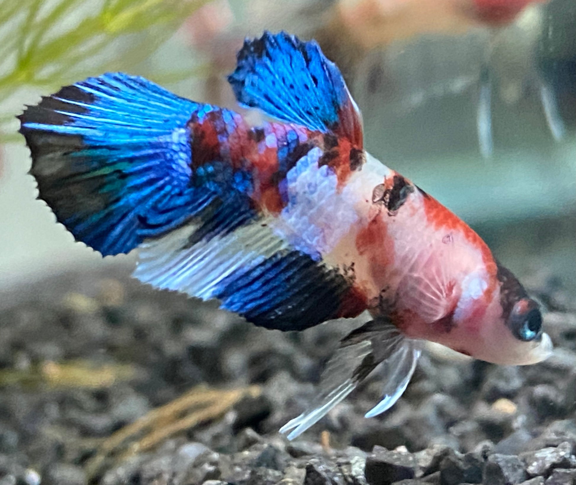 Betta, Koi - Female