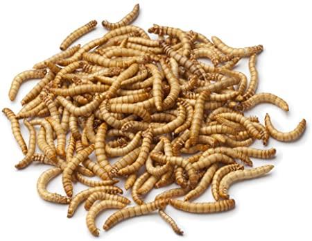 Coopers Mealworms