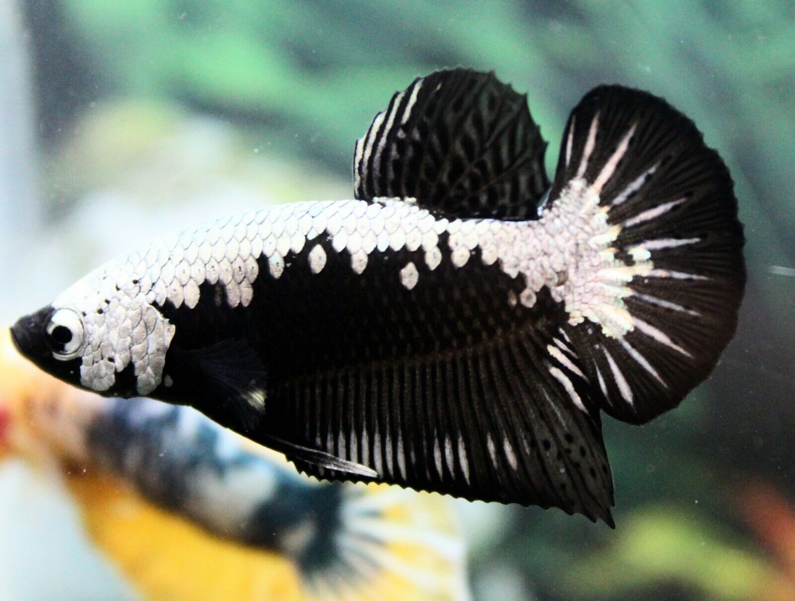 Black Samurai Betta (Male)